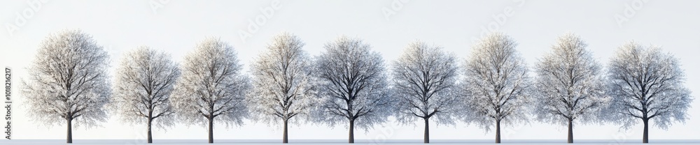 This is an isolated winter conifer tree that is best used for skyline backgrounds. This is an isolated winter conifer tree that is best used for skyline backgrounds.
