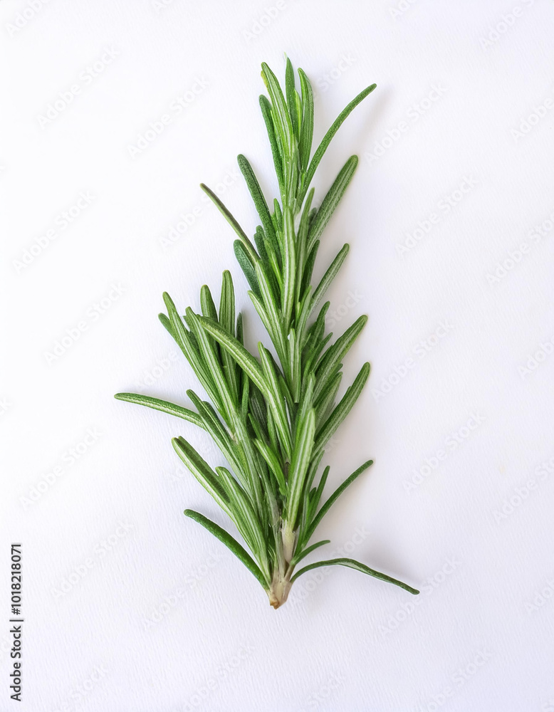 Rosemary, isolated on a clean, smooth white background Rosemary, isolated on a clean, smooth white background