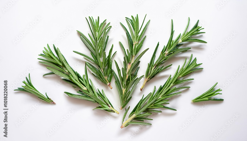 Fototapeta premium Rosemary, isolated on a clean, smooth white background