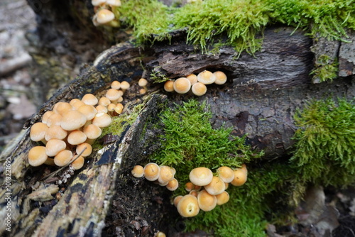 A lone mushroom stands tall on the forest floor, its delicate gills illuminated by a beam of sunlight against a dark, moody backdrop. A captivating glimpse into the quiet beauty of nature.