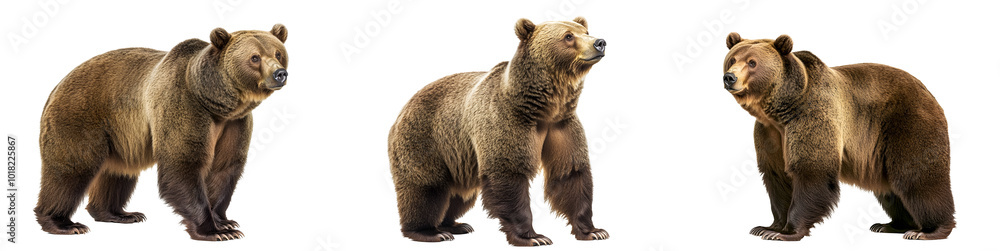 Fototapeta premium Grizzly bear standing tall on two legs