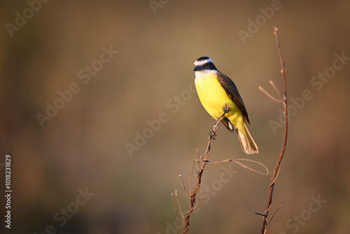 Great Kiskadee Perched on Thin Branch with Brown Blurred Background photo