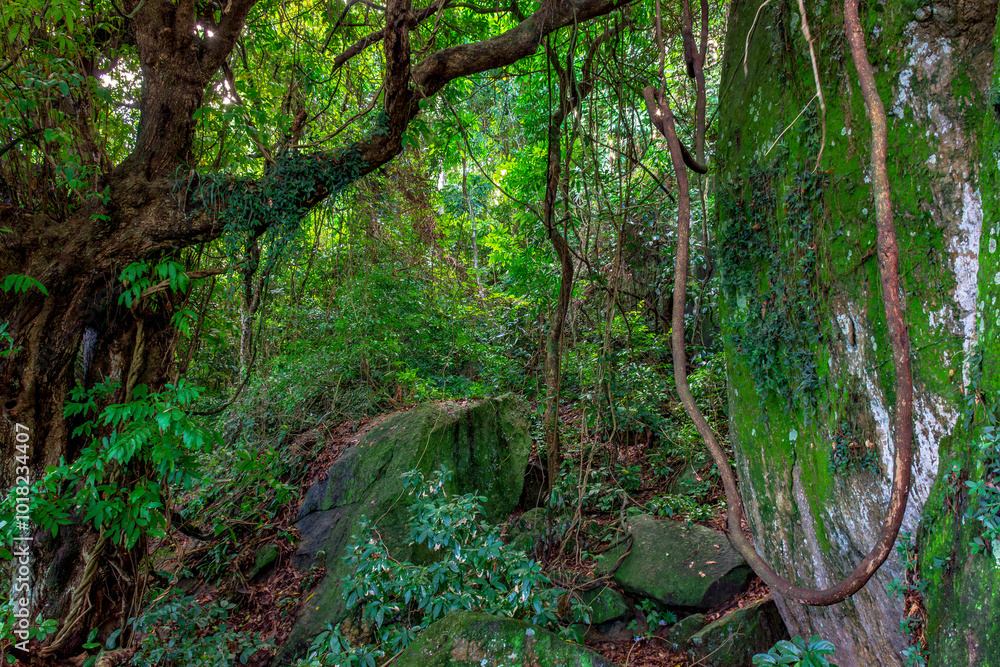 Crossing the interior of the dense Brazilian rainforest Crossing the interior of the dense Brazilian rainforest