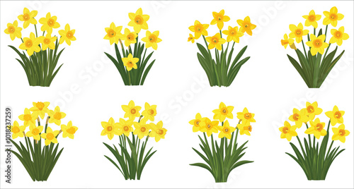 Collection of daffodil flower vectors, Elegant daffodil flower vector illustration, Colorful daffodil flower vector, Daffodil flower vector set with transparent backgrounds