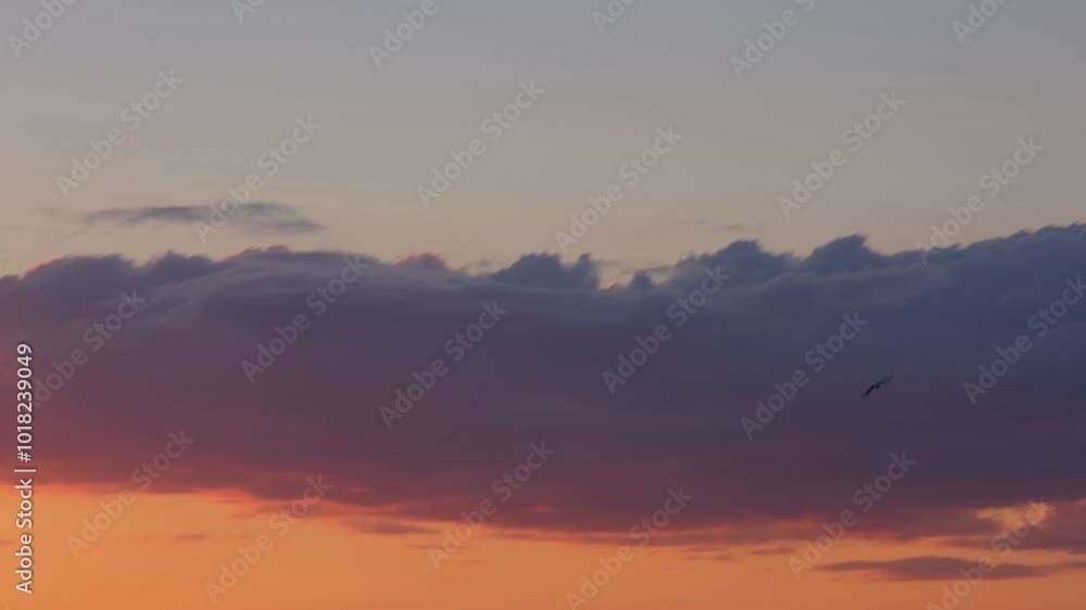 One seagull against the sky. The flight of a bird in the sky. Flight of a lonely bird. One bird against the sky. One seagull against the sky. The flight of a bird in the sky. Flight of a lonely bird. One bird against the sky.