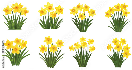 Collection of daffodil flower vectors, Elegant daffodil flower vector illustration, Colorful daffodil flower vector, Daffodil flower vector set with transparent backgrounds