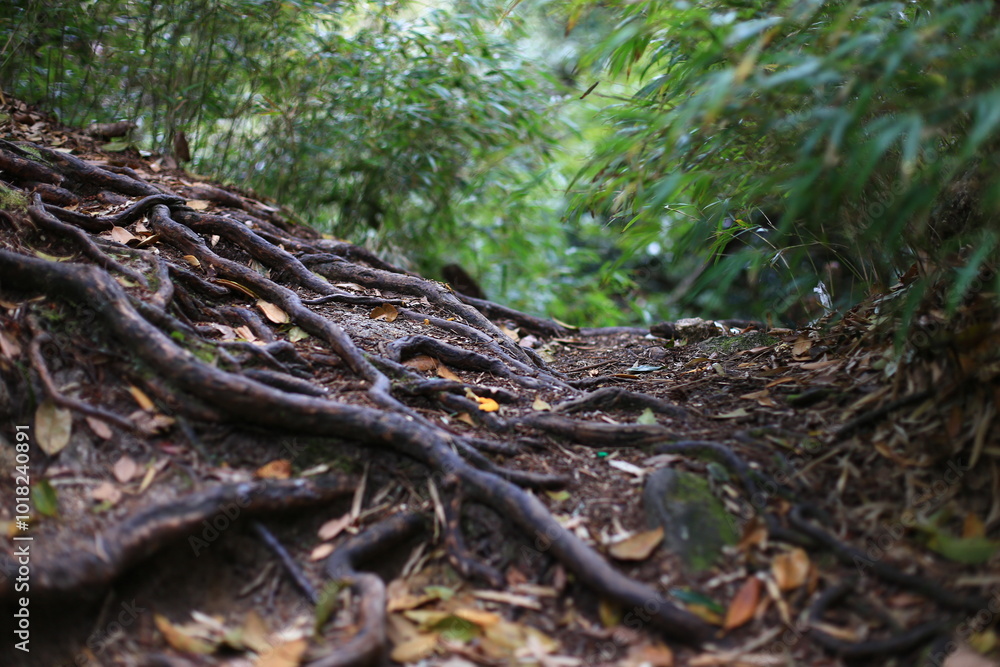 wonderful sanqing mountain in jiangxi provience, china wonderful sanqing mountain in jiangxi provience, china