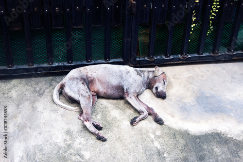 Quadro su tela Vietnamese skinny dog sleep on street