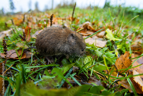 At the mouse year, at snowless beginning of winter, forest voles look for food even during the short winter day, appetitive behavior in leaf-litter photo