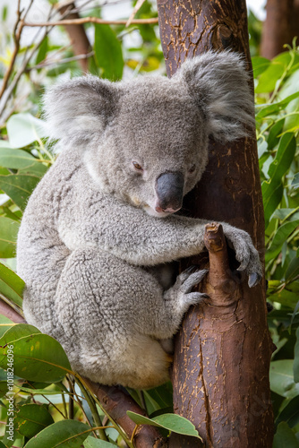Photography An adult koala, Phascolarctos cinereus, in a eucalyptus tree, Australia