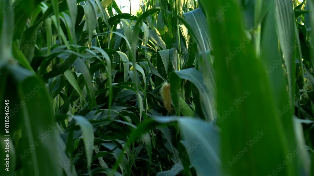 Into the corn cobs field in a sunny day. Video 4K Into the corn cobs field in a sunny day. Video 4K