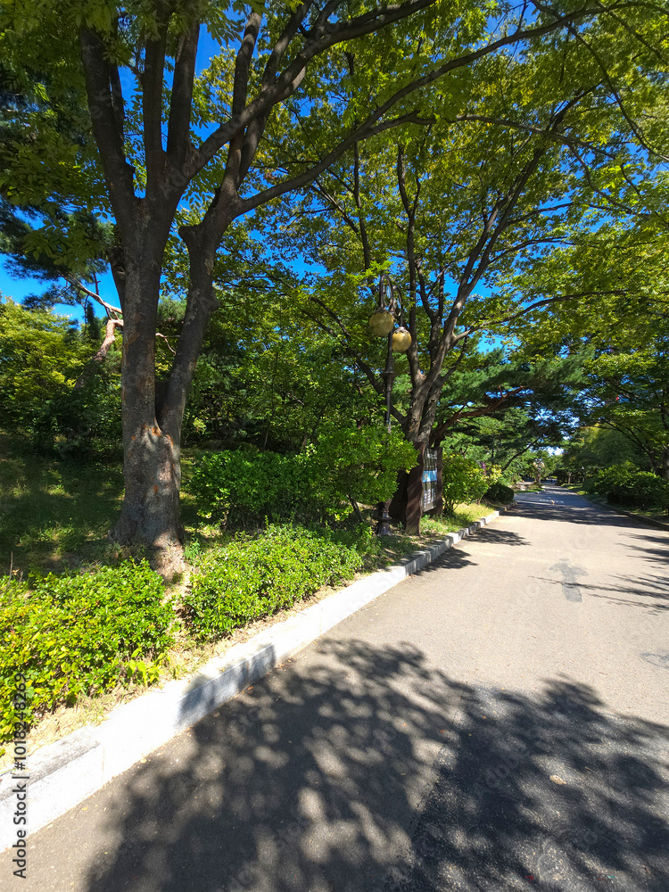 Beautiful Green trees in a city park, on a sunny day, Yeouido Park in Seoul, Korea, for a background Beautiful Green trees in a city park, on a sunny day, Yeouido Park in Seoul, Korea, for a background