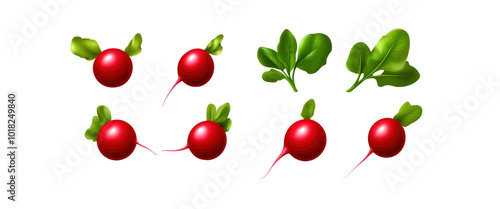 Fresh Red Radishes with Green Leaves Isolated on White Background