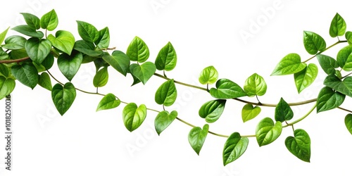 Twisted liana vine displayed on a transparent backdrop, ideal for nature and botanical artwork, enhancing designs with organic shapes and lush,