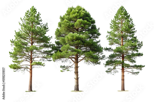 Set of Pinus sylvestris Scotch pine spruce big tall tree isolated on white background.AI GENERATED