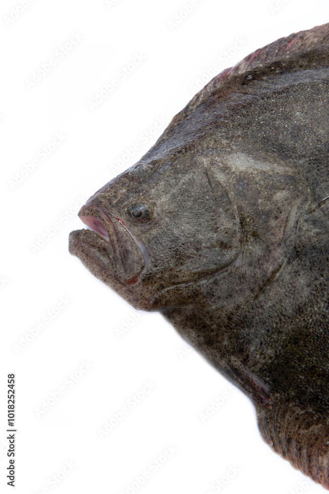 Fototapeta premium Black Sea turbot (Psetta maeotica) demersal fish. Azov smaller subspecies of flounder Scophthalmus maeoticus torosus adapted to fine-sanded bottom, disruptive coloration. Head isolated on white