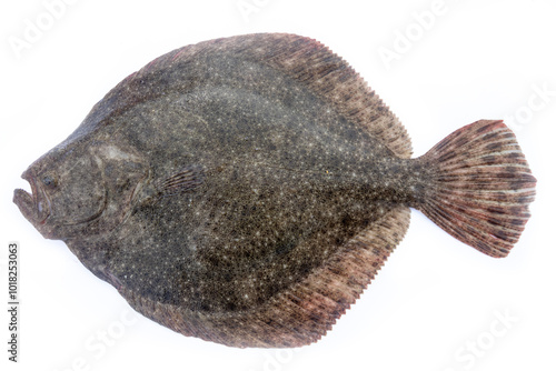 Tableau sur toile Black Sea turbot (Psetta maeotica) demersal fish