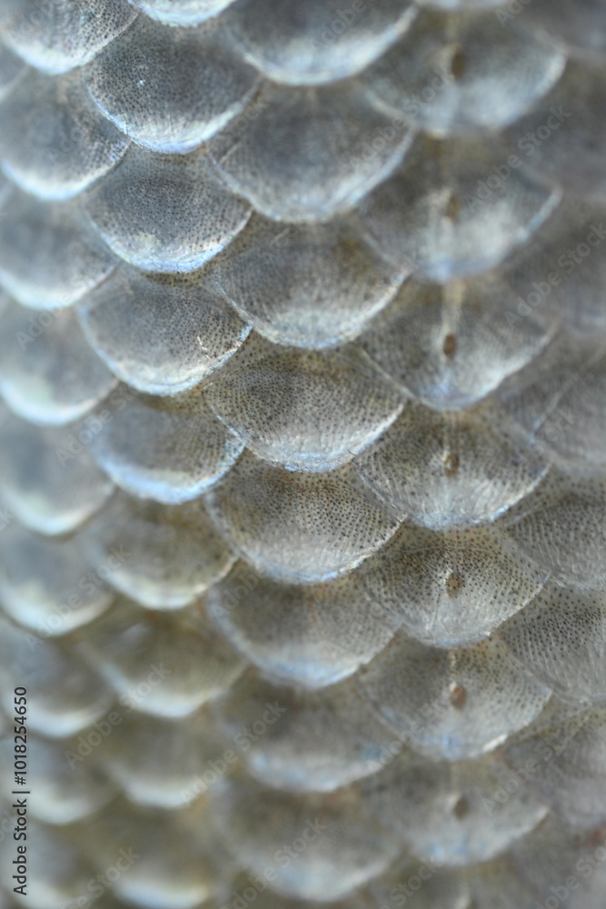 Gray cales of fish close-up. Detailed macro photo texture silver cales . The concept of fishing, eating fish, cooking fish dishes Gray cales of fish close-up. Detailed macro photo texture silver cales . The concept of fishing, eating fish, cooking fish dishes
