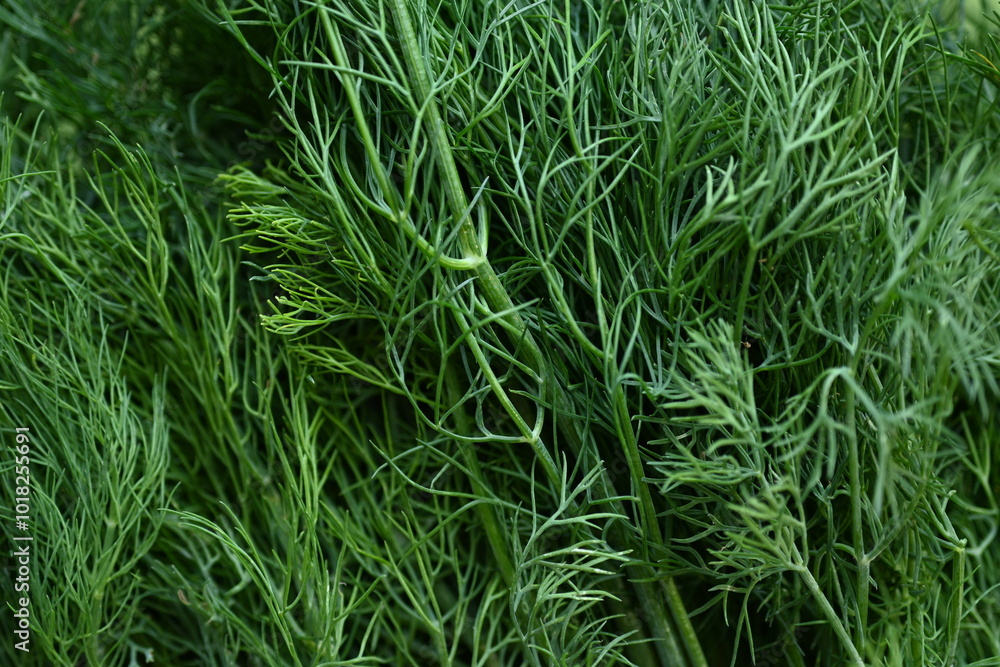 bunch of dill macro texture, close up texture of green dill, macro texture of dill, close up bunch of dill bunch of dill macro texture, close up texture of green dill, macro texture of dill, close up bunch of dill