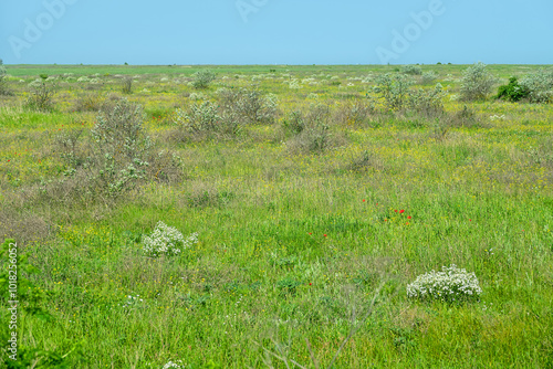 Steppe after fallow lands at age of several decades. Russian olive (Elaeagnus angustifolia), Russian sea kale (Crambe tatarica) appeared on old deposit. Kale grows only in steppe (indicator species) photo