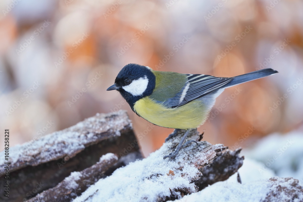 Obraz premium A cute great tit sits on a snowy tree stump. Parus major.