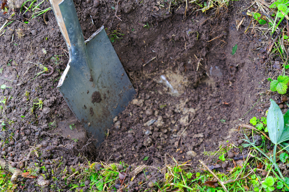 Close-up of spade at garden with soil and earthworm at Swiss City of Zürich on a rainy autumn day. Photo taken October 8th, 2024, Zurich, Switzerland. Close-up of spade at garden with soil and earthworm at Swiss City of Zürich on a rainy autumn day. Photo taken October 8th, 2024, Zurich, Switzerland.