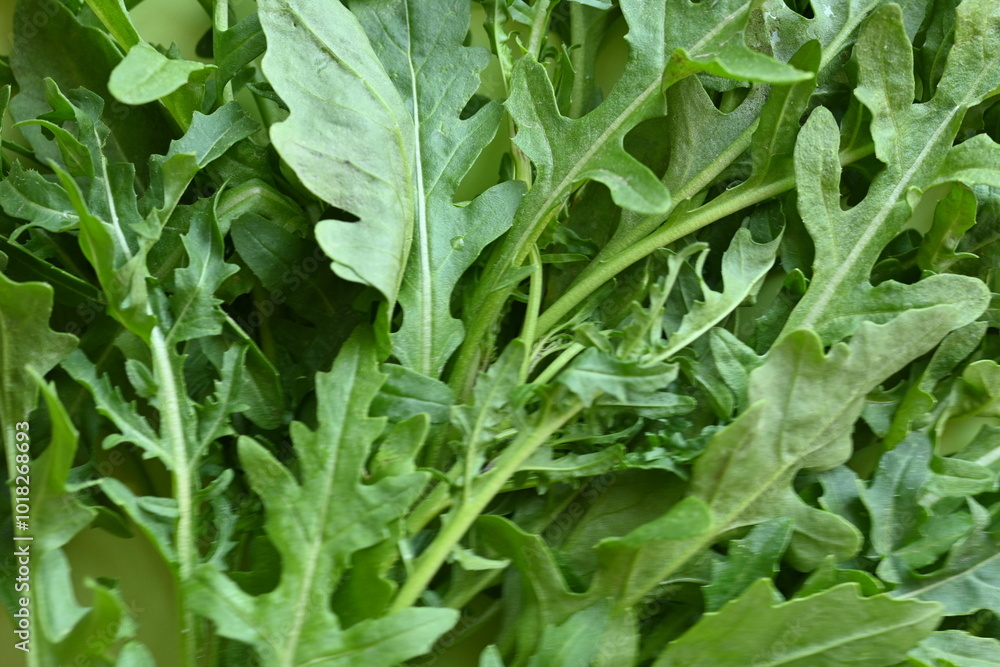 bunch of arugula macro texture, close up of green arugula texture, macro texture of arugula, close up of bunch of arugula, salad ingredient bunch of arugula macro texture, close up of green arugula texture, macro texture of arugula, close up of bunch of arugula, salad ingredient