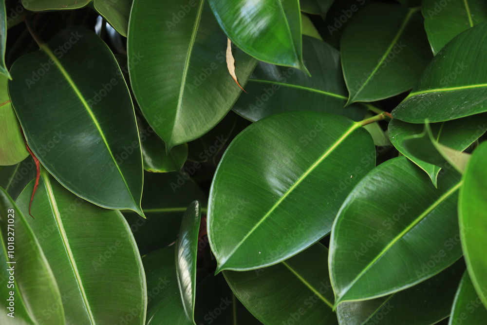 Ficus, leaves close-up. Close-up of green ficus leaves on a tree. Ficus elastica leaves close-up, rubber tree. Natural background with green large leaves Ficus, leaves close-up. Close-up of green ficus leaves on a tree. Ficus elastica leaves close-up, rubber tree. Natural background with green large leaves