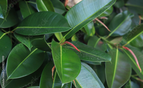 Tableau sur toile Ficus, leaves close-up