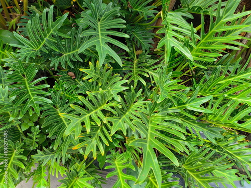 Cuadro en lienzo Philodendron xanadu Croat, Mayo J