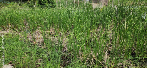 Cattail trees that have not yet fully grown are born in a swamp. Typha angustifoliaL. weed that resembles sedge plants and is classified as monocotyledon. The trunks are popularly used to weave mats.
 photo