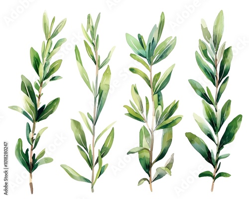 Elegant Watercolor Rosemary Leaves Symbolizing Nature s Simplicity on Isolated White Background