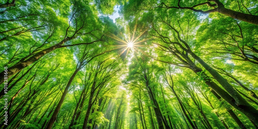 A Canopy of Lush Green Leaves Creates a Cathedral of Sunlight, Illuminating the Forest Floor with a Gentle Glow A Canopy of Lush Green Leaves Creates a Cathedral of Sunlight, Illuminating the Forest Floor with a Gentle Glow