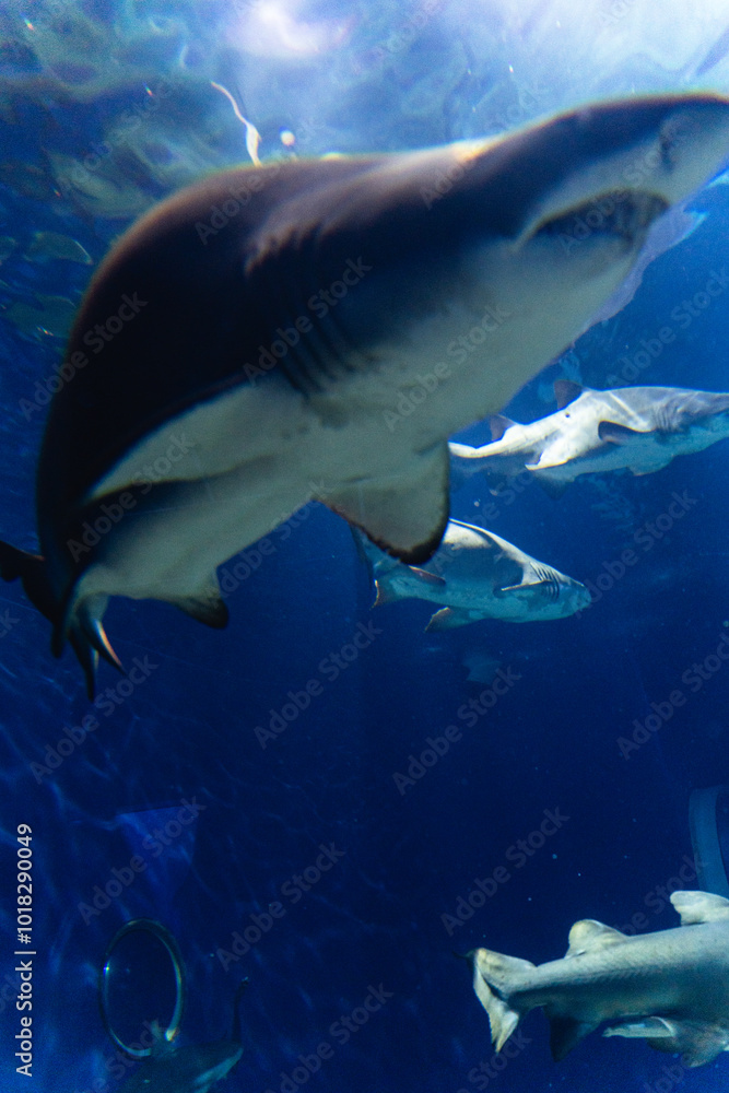 Naklejka premium 大洗水族館のサメ