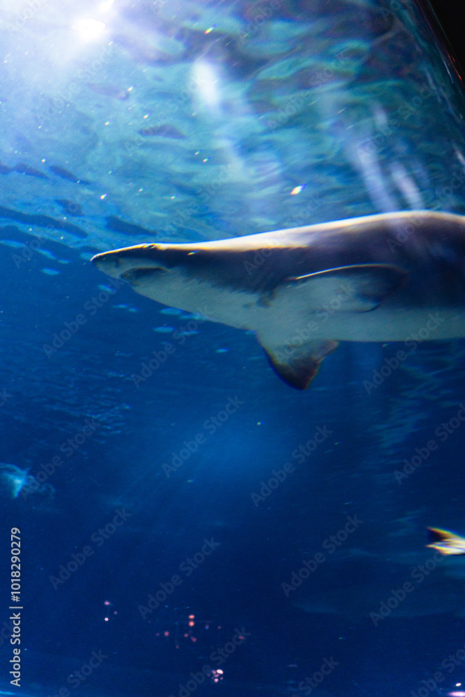 Fototapeta premium 大洗水族館のサメ