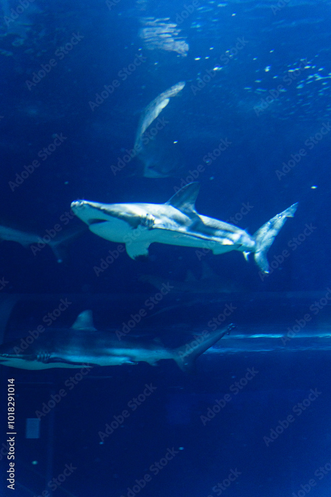 大洗水族館のサメ 大洗水族館のサメ