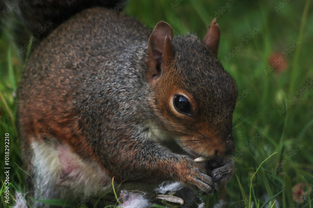 A stunning animal portrait of a single squirrel. The squirrel is hungry and hunting for food. A stunning animal portrait of a single squirrel. The squirrel is hungry and hunting for food.