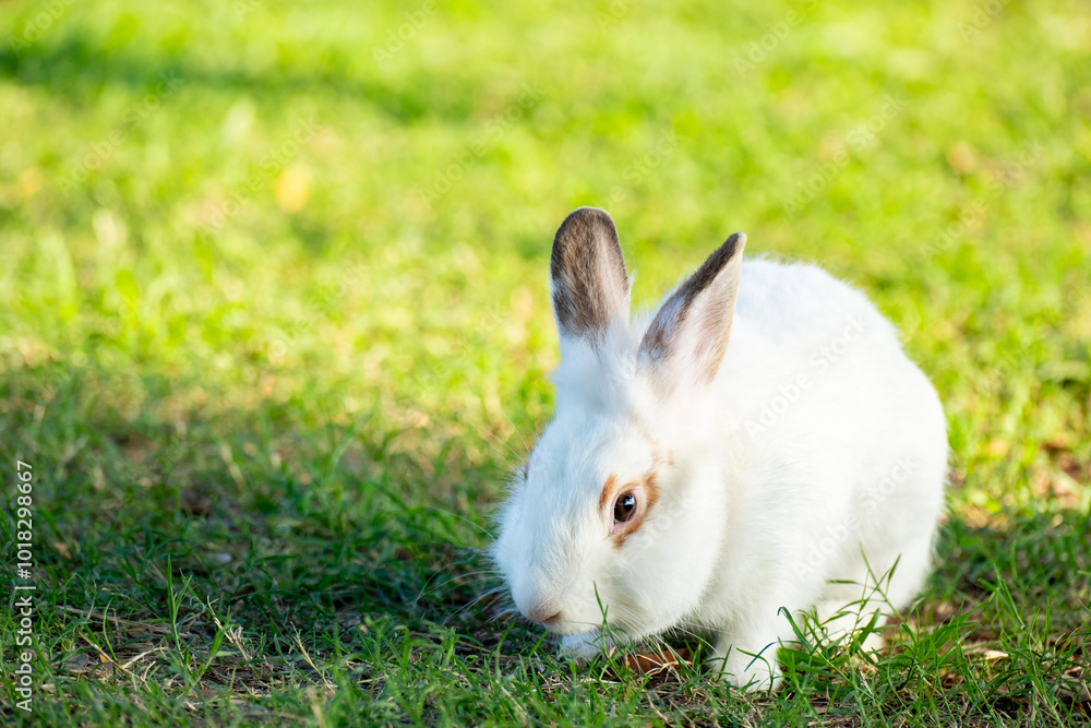 Cute little white rabbit on green grass with natural bokeh as background during spring warm summer day. Young adorable bunny playing in garden and sunlight morning. Cute little white rabbit on green grass with natural bokeh as background during spring warm summer day. Young adorable bunny playing in garden and sunlight morning.