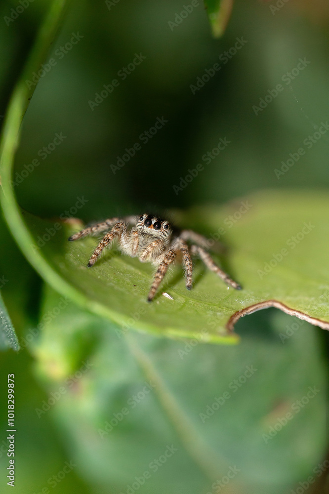 A close-up macro shot of a jumping spider (Salticidae) in motion, capturing its vibrant colors, large forward-facing eyes, and fuzzy body. A close-up macro shot of a jumping spider (Salticidae) in motion, capturing its vibrant colors, large forward-facing eyes, and fuzzy body.