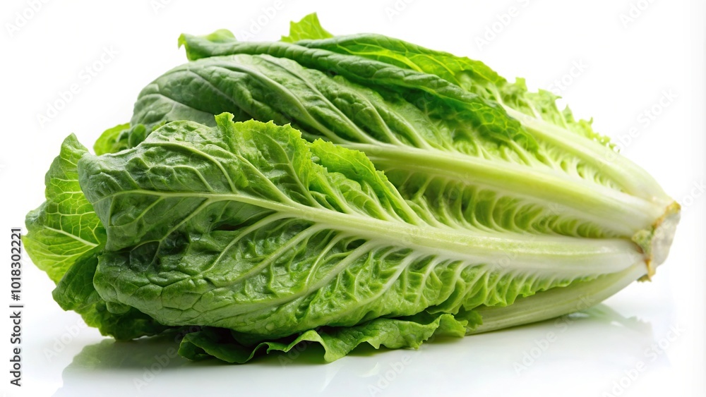Fresh romaine lettuce on a white background Fresh romaine lettuce on a white background
