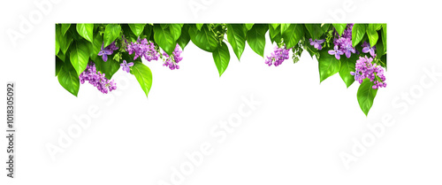 Lilac Flowers and Green Leaves Border