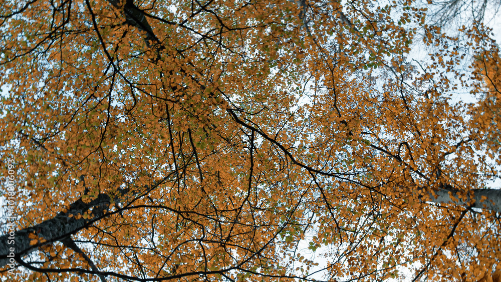 Looking The Leaves Of The Trees From Above Looking The Leaves Of The Trees From Above