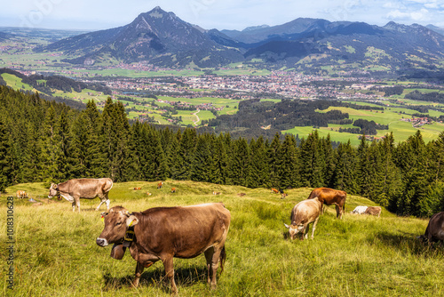 Eine Gruppe von Kühen grast in der Nähe vom Ofterschwanger Horn im Allgäu im Hintergrund sieht man Sonthofen und den Berg Grünten  photo