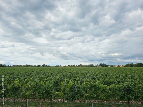 vineyard in region