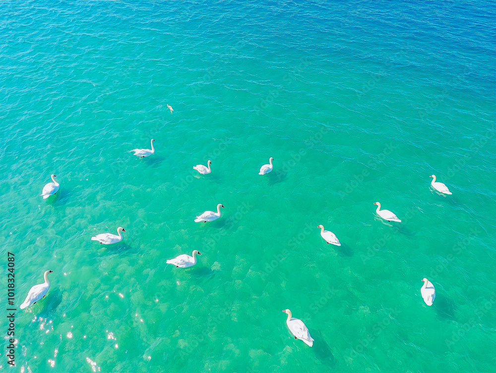 Obraz premium Aerial view of flock of swans