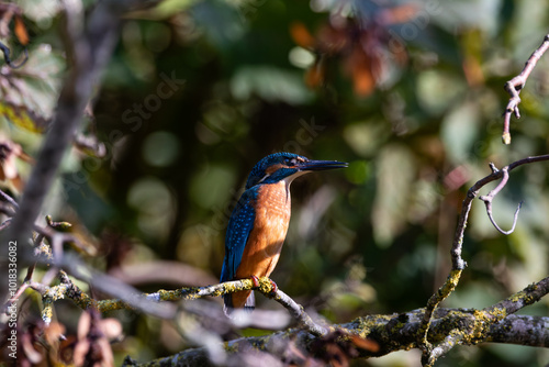 Kingfisher photo