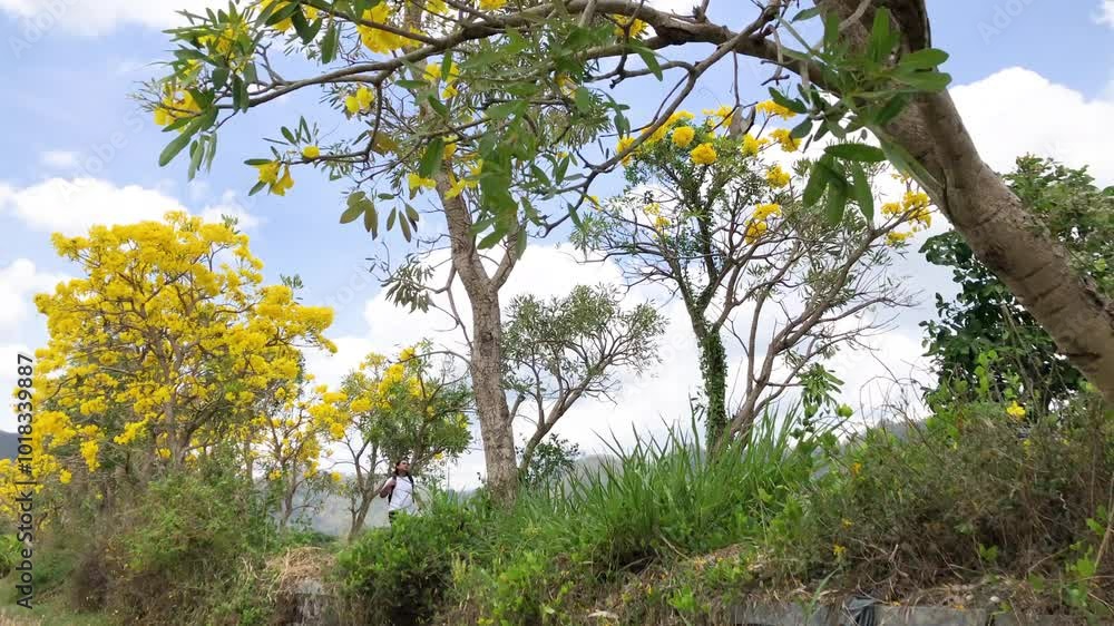 Asian man walking among the yellow Tabebuya (Handroanthus chrysotrichus) trees that are blooming during the day. Asian man walking among the yellow Tabebuya (Handroanthus chrysotrichus) trees that are blooming during the day.