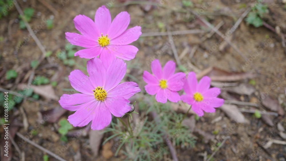 spring crocus flowers