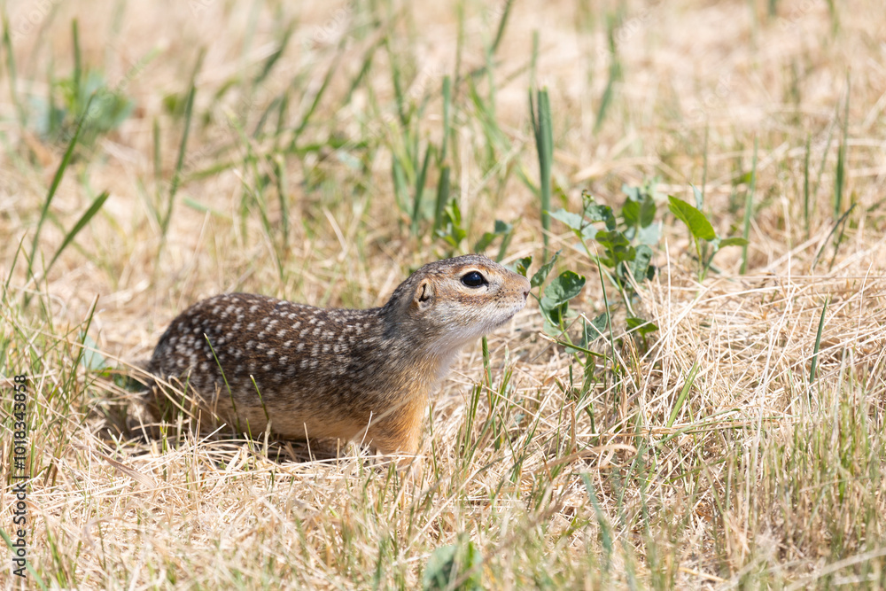 Fototapeta premium Spotted ground squirrel close-up on the grass