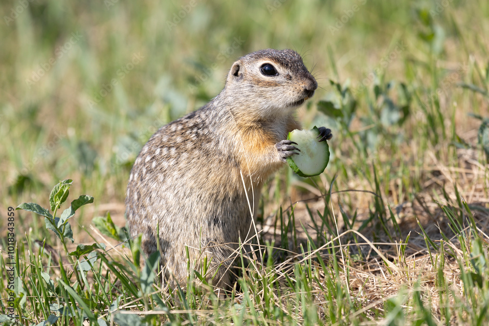 Spotted ground squirrel holds a piece of cucumber in its paws. Close-up Spotted ground squirrel holds a piece of cucumber in its paws. Close-up